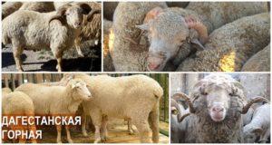 Description and characteristics of Dagestan sheep breed, diet and breeding