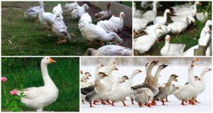 Description and characteristics of geese of the Italian breed, breeding rules