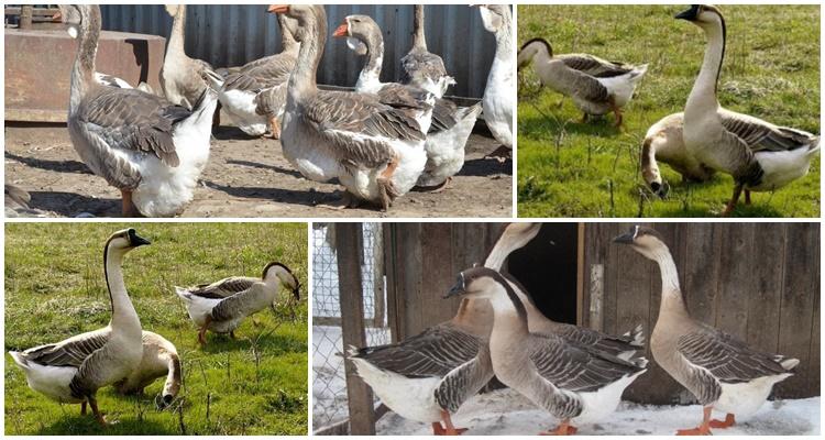 Kuban geese