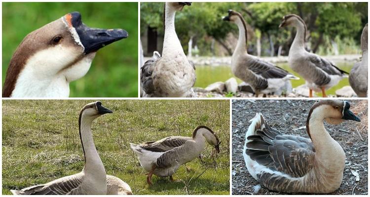 beaucoup de canards