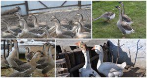 Description and characteristics of Chinese geese, the rules for their maintenance