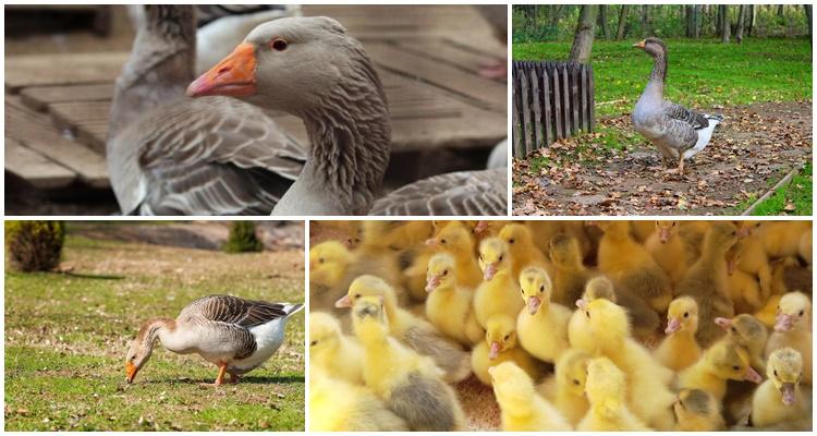 Tambov gray goose