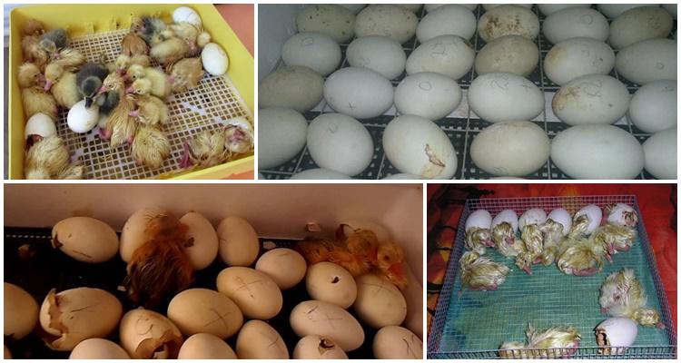 hatching goslings in an incubator at home