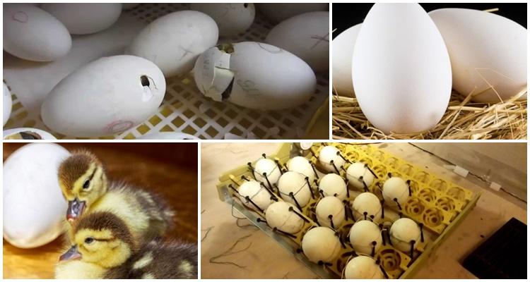 hatching goslings in an incubator at home