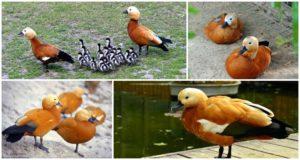 Que mangent les feux et où vit la race, élever des canards à la maison