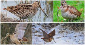 Quel genre d'oiseau bécasse et à quoi il ressemble, son habitat et ce qu'il mange