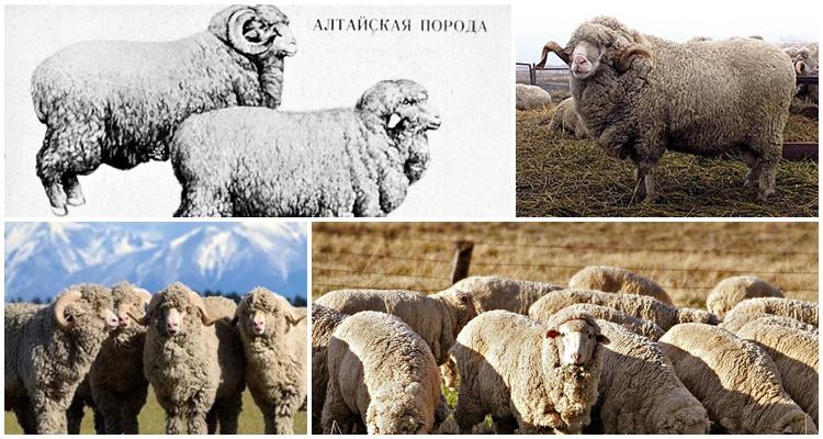 Altai breed of sheep