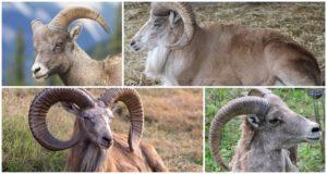 Description of Turkmen mountain sheep and their way of life, what the enemies also feed on