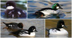 Description and lifestyle of gogol ducks, habitats and taste