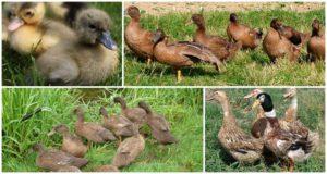 Description et caractéristiques des canards Khaki Campbell, règles d'élevage