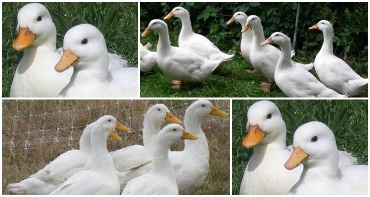 french duck