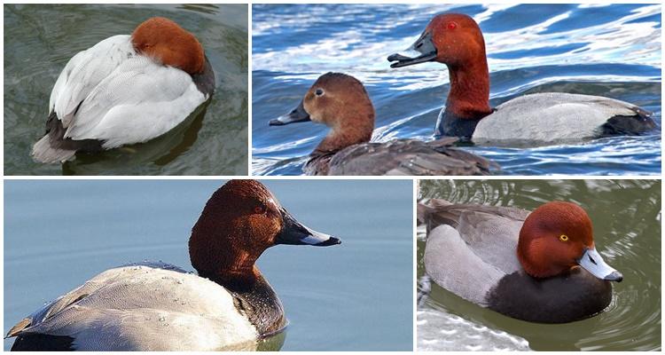 canard dans l'eau