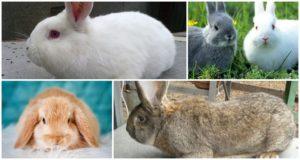 What breed of rabbits is better to breed in the country, diseases and diet of animals