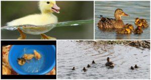 When can ducklings start swimming and what affects their bathing age