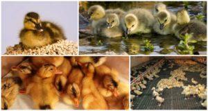 Tabla de temperatura para patitos desde los primeros días de vida.