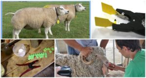 Top 5 des façons de marquer les moutons et comment vous pouvez étiqueter à la maison