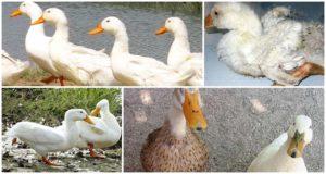 What to do if a duck is limping and how to treat it, causes and prevention