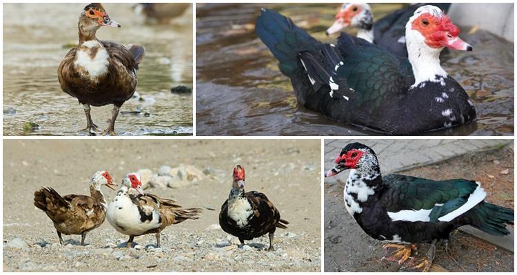 Muscovy duck