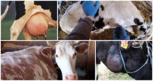 Causes i signes d’un abscès en una vaca, tractament i prevenció de bestiar