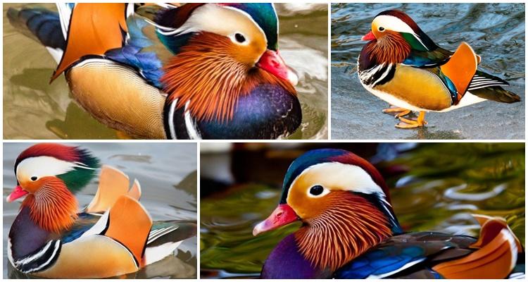 canard mandarin