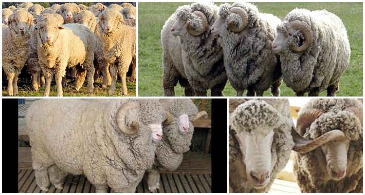 Stavropol breed of sheep