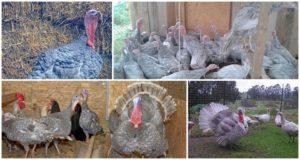 Description of blue slate turkeys and characteristics of the breed, breeding