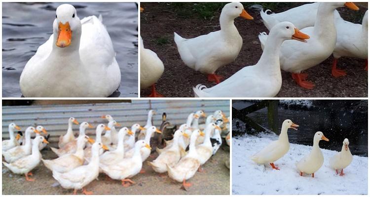 Peking duck home breeding