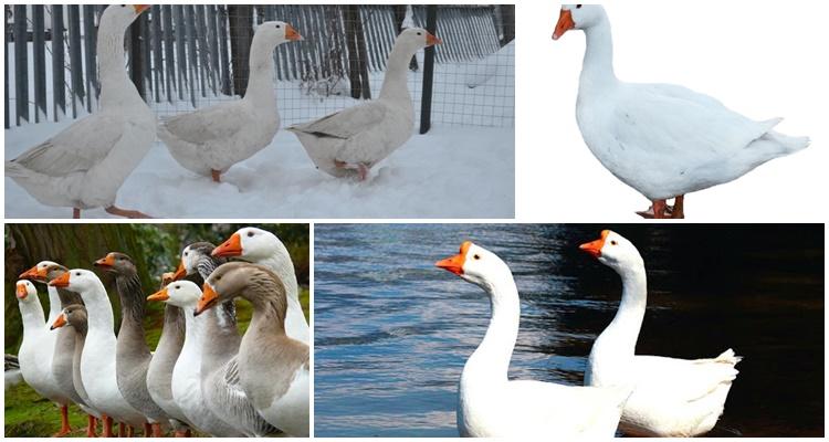 eilsbury duck breed