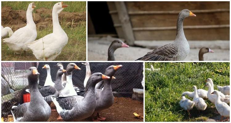 Ural gray goose