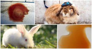 Why did the rabbit's urine turn red and what to do, preventive measures