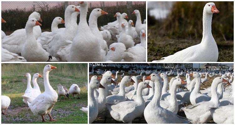 Dánský Legard Geese