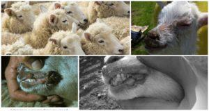 Symptoms of contagious ecthyma of sheep and the virus pathogen, how to treat