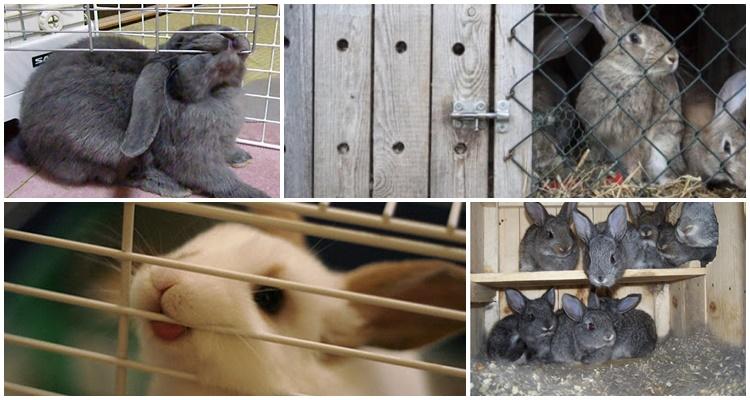 rabbit chews on a cage