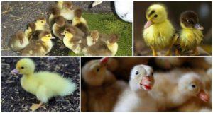 Why ducklings do not eat well and do not grow, reasons and what to do