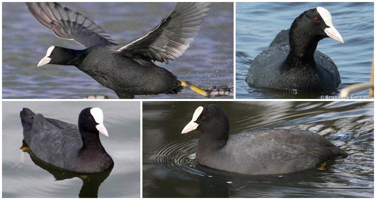 pato negro con pico blanco