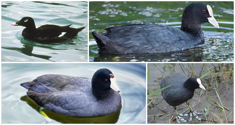 pato negro con pico blanco