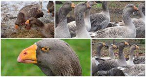 Description of geese of the Tula fighting breed, their characteristics and breeding