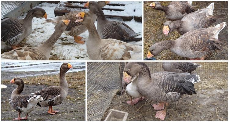 Tula geese