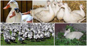 Description and differences of mulard ducks, characteristics and breeding of the breed