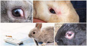 Why rabbits can watery eyes and how to treat at home