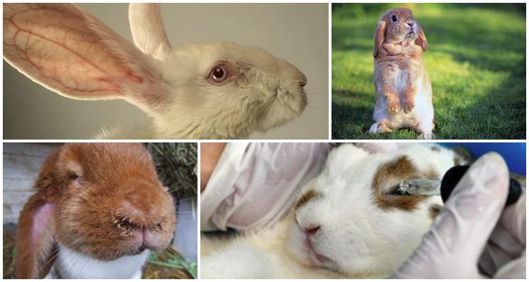 pourquoi les yeux de lapin pleurent