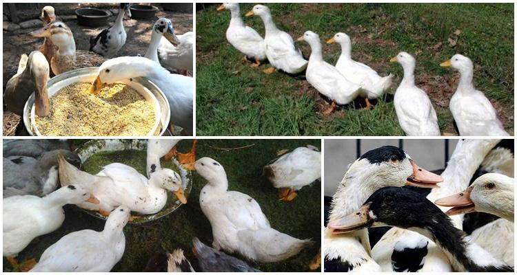 feeding ducklings