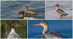 Description des canards sauvages avec une crête et un bec pointu, l'habitat des harles