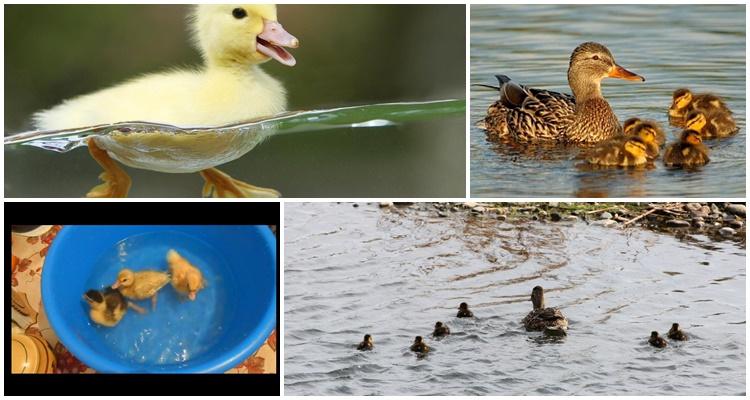 ducklings swim