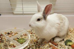 What cereals can and can not be given to rabbits, the benefits and harms of different types