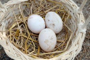 Wie viele Eier können unter das Indoctuka gelegt werden und wird das Gelege anderer Vögel überleben?