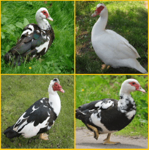 Description des canards musqués, leurs avantages et inconvénients et règles d'élevage