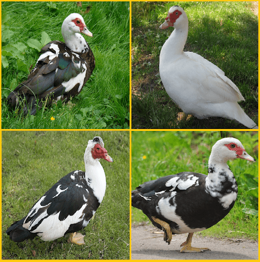 Muscovy duck