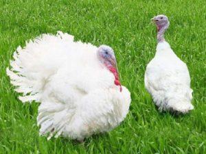 Description and characteristics of grade maker turkeys, breeding